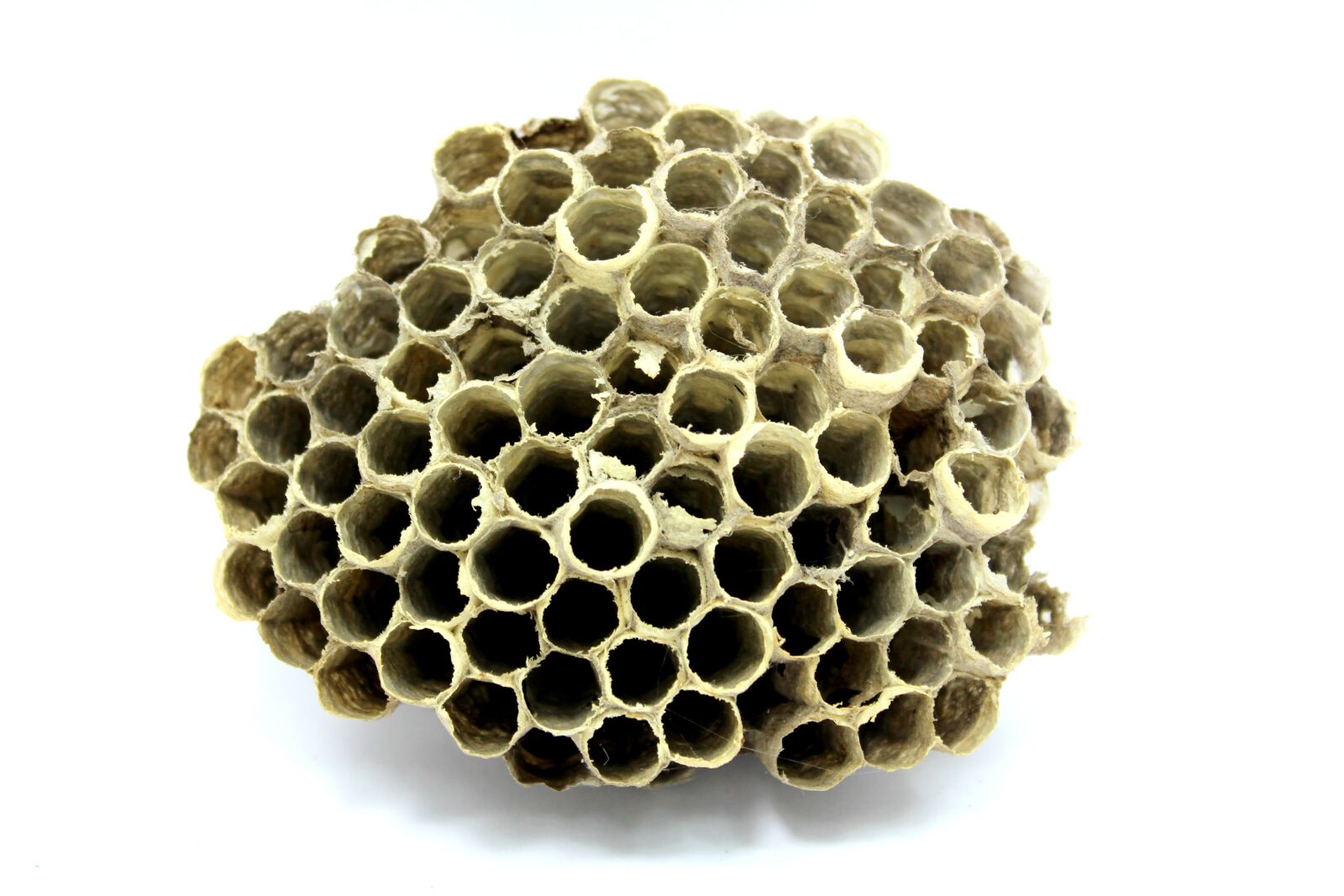 Canon EOS 650D (EOS Rebel T4i / EOS Kiss X6i) sample photo. Bee, hive, honey photography