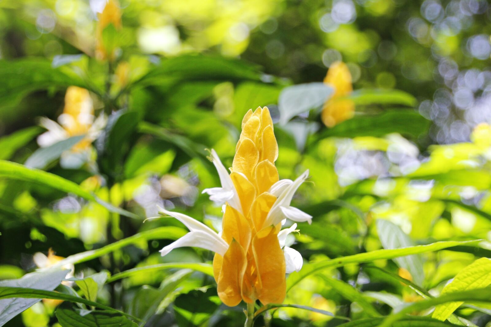 Canon EOS 600D (Rebel EOS T3i / EOS Kiss X5) sample photo. Gold bud flower, pachystachys photography