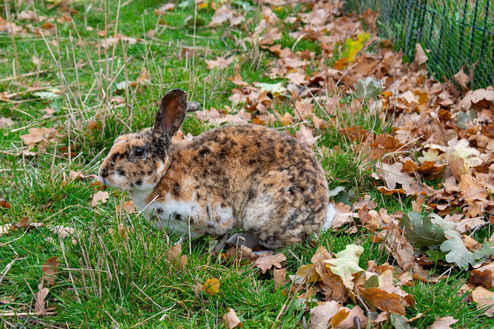Nikon D5300 sample photo. Rabbit, camouflage, autumn photography