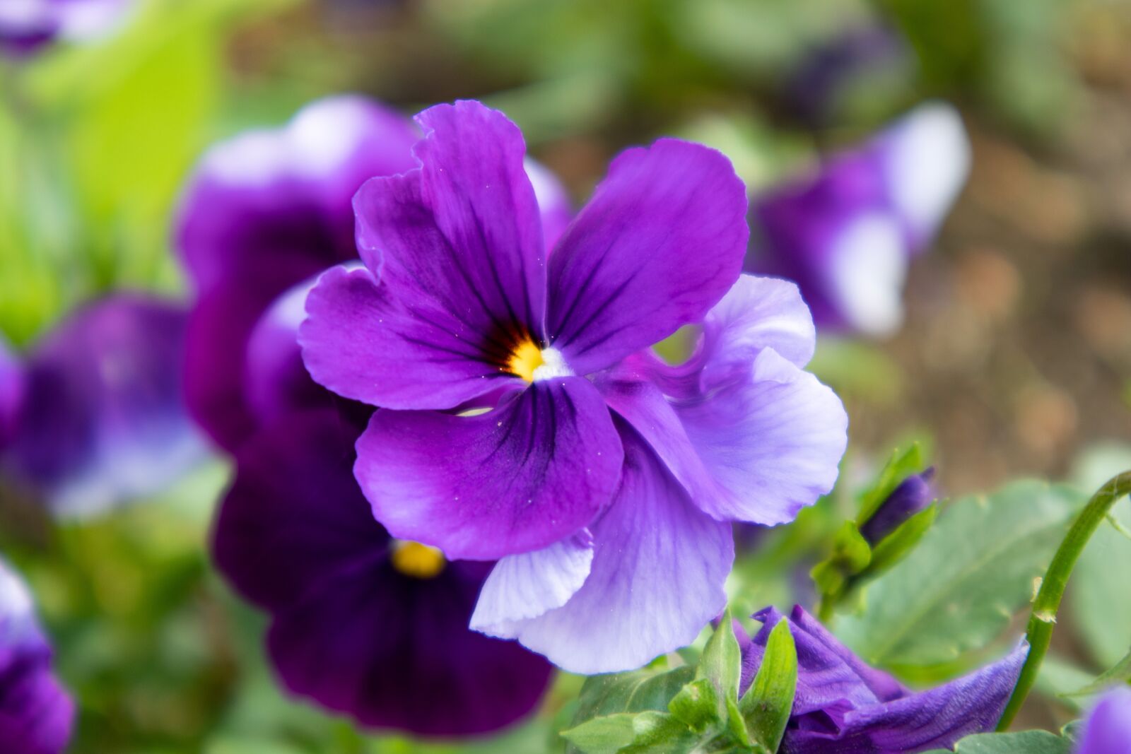 Canon EOS M100 sample photo. Flower, nature, blossom photography