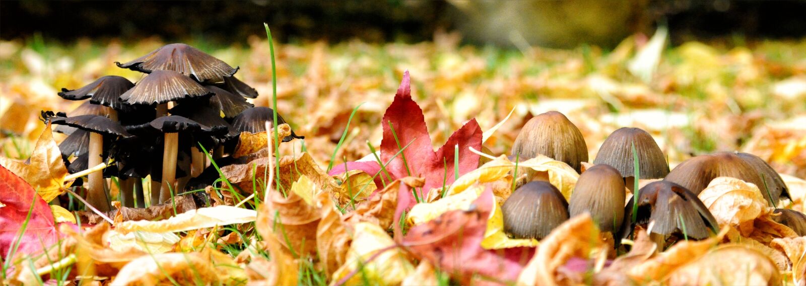 Nikon D300 sample photo. Fall, fungus, undergrowth photography