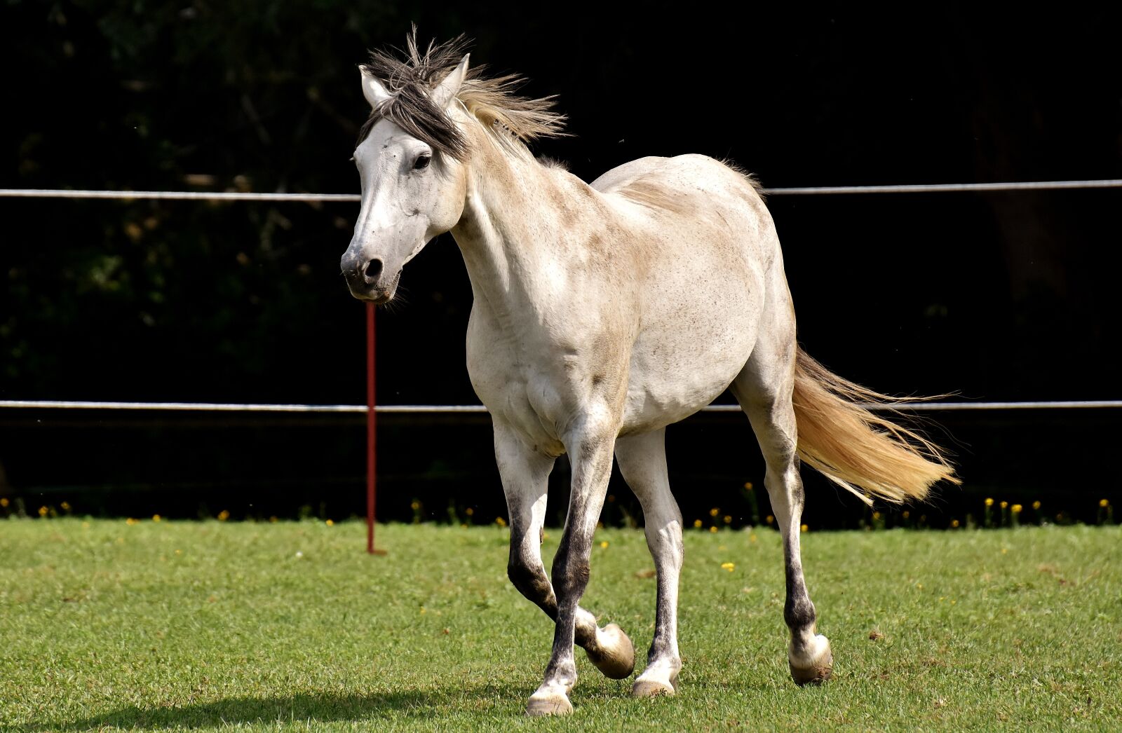 Nikon D7200 sample photo. Mold, horse, love for photography