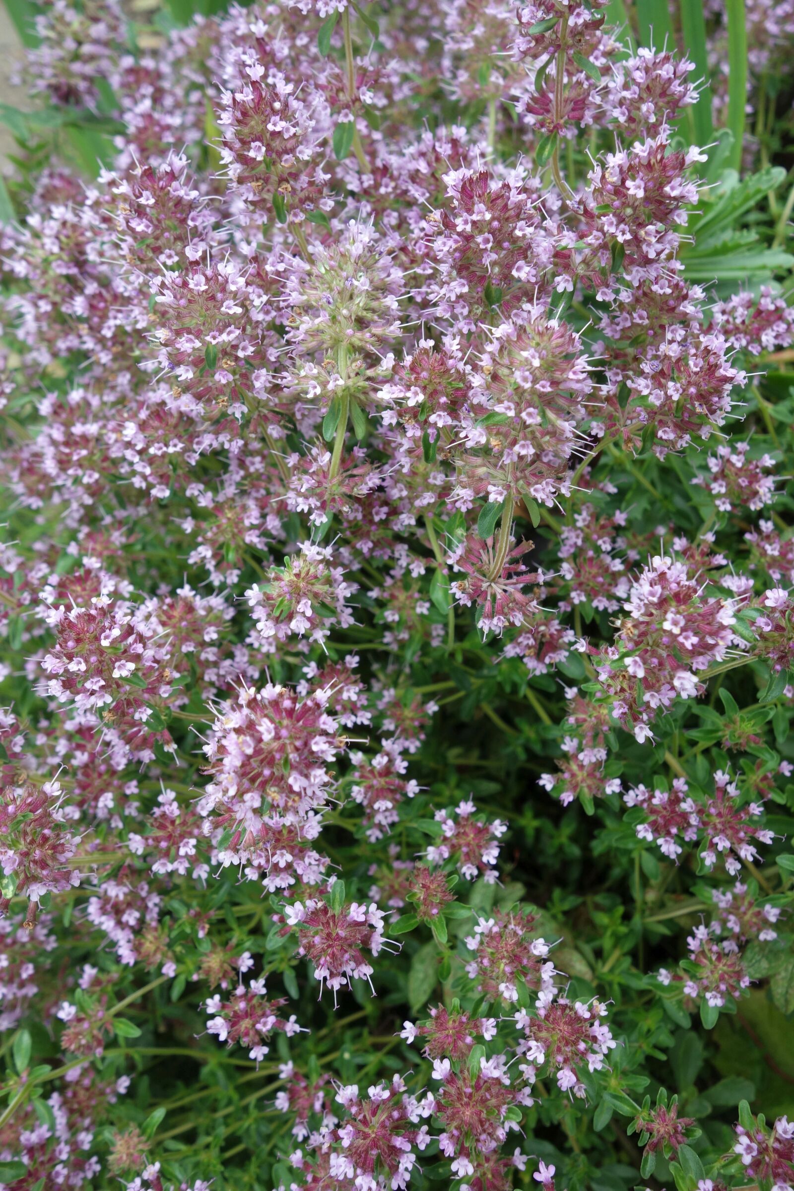 Sony Cyber-shot DSC-RX100 sample photo. Plant, purple, garden photography