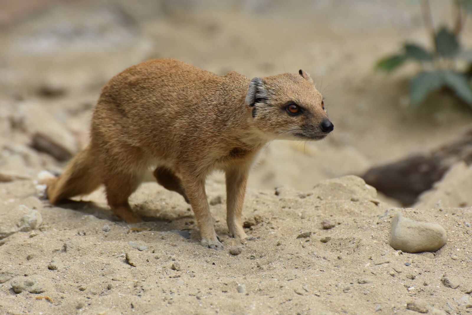 Nikon D7200 sample photo. Fauna, animal, nature photography