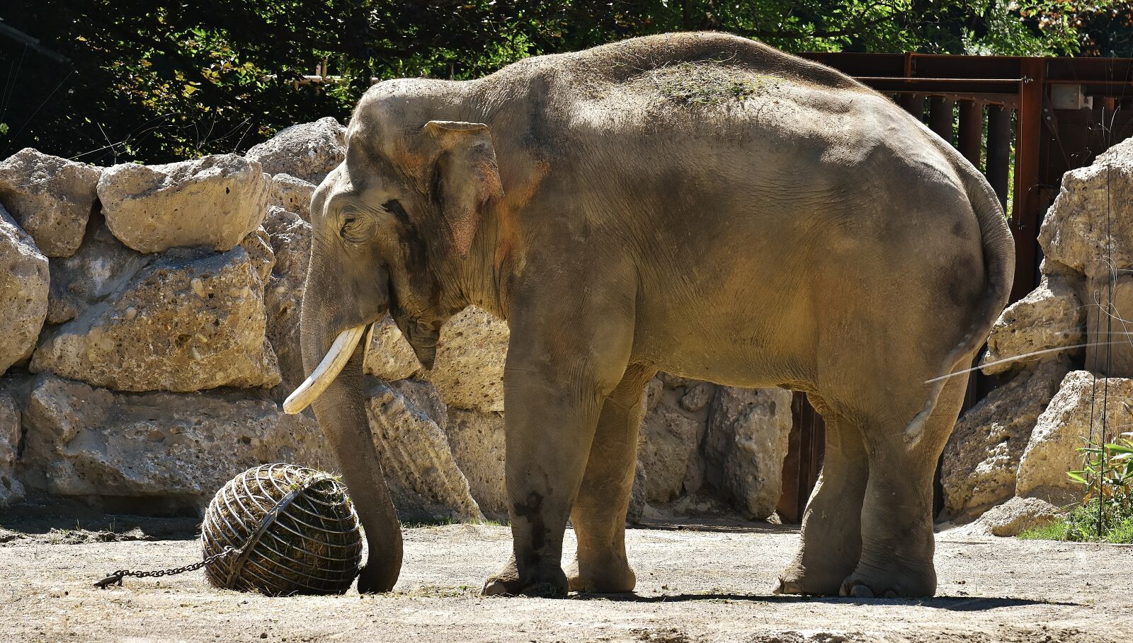 Nikon D7200 sample photo. Elephant, pachyderm, animal photography