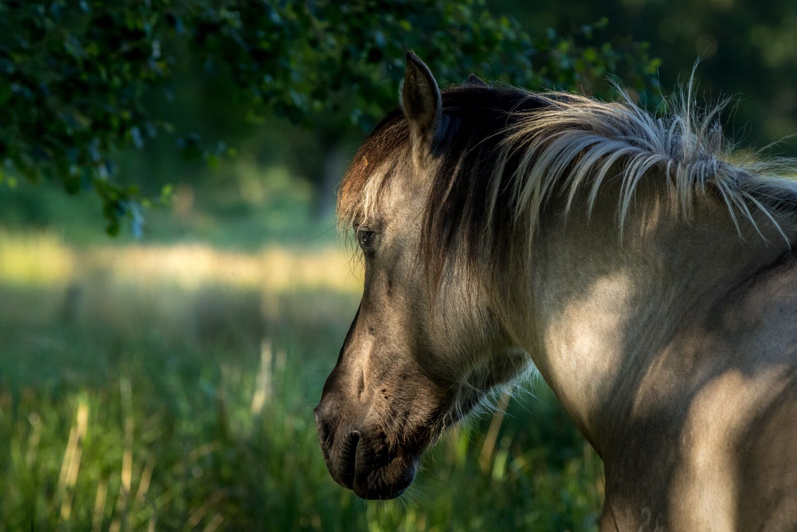Canon EOS 7D Mark II sample photo. Pony, horse, animal photography