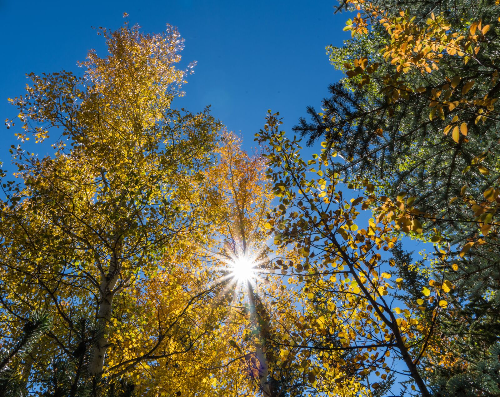 Sony a7R II + Sony FE 24-240mm F3.5-6.3 OSS sample photo. Foliage, sunstar, sky photography