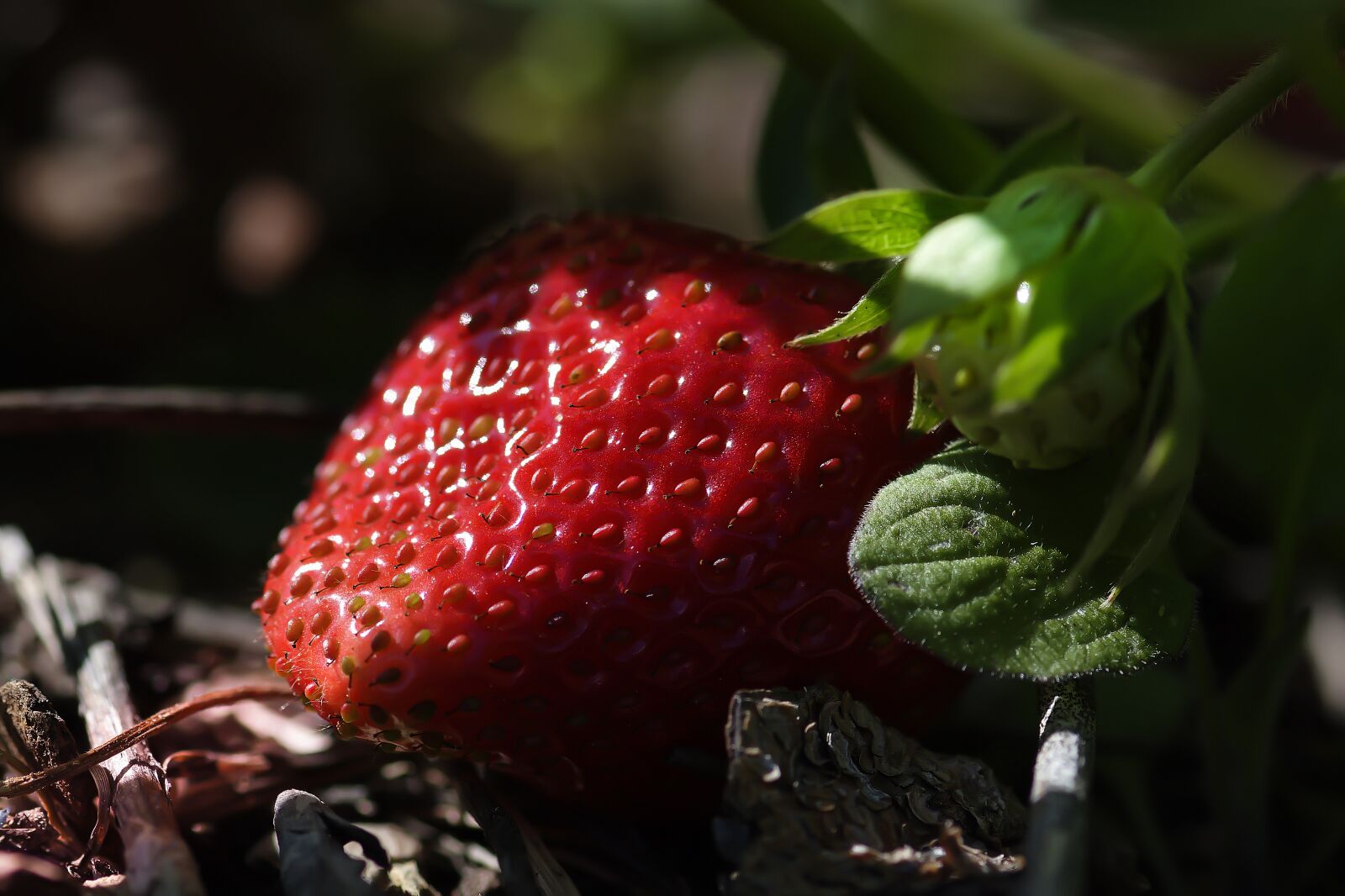 Nikon D7200 sample photo. Strawberries, bio, vegetarian photography
