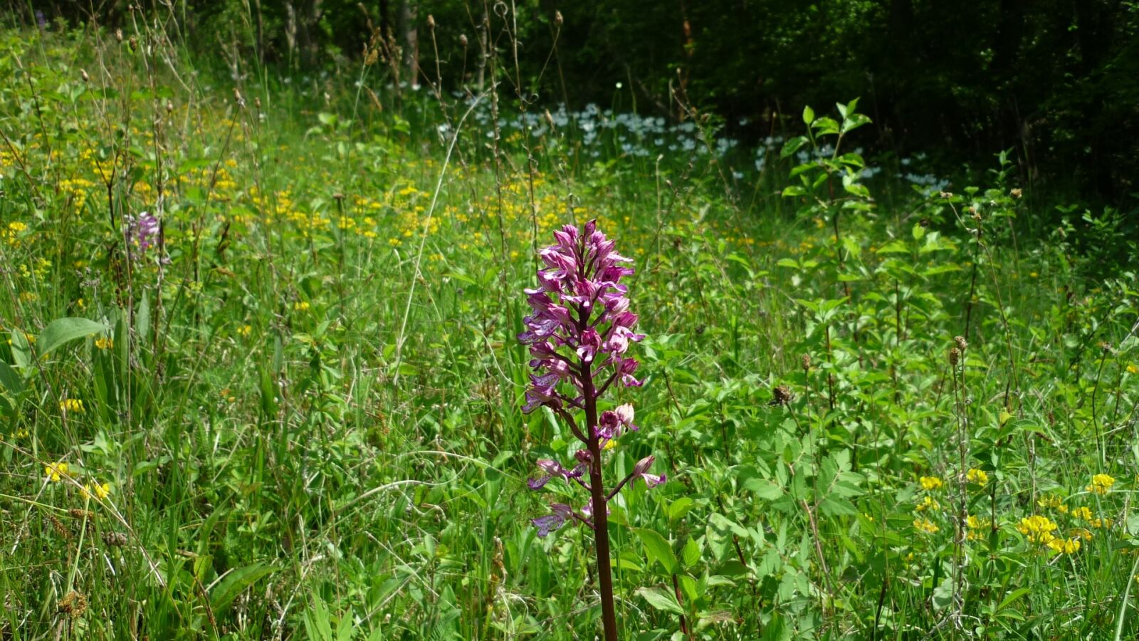 Panasonic Lumix DMC-FS6 sample photo. Military orchid, german orchid photography