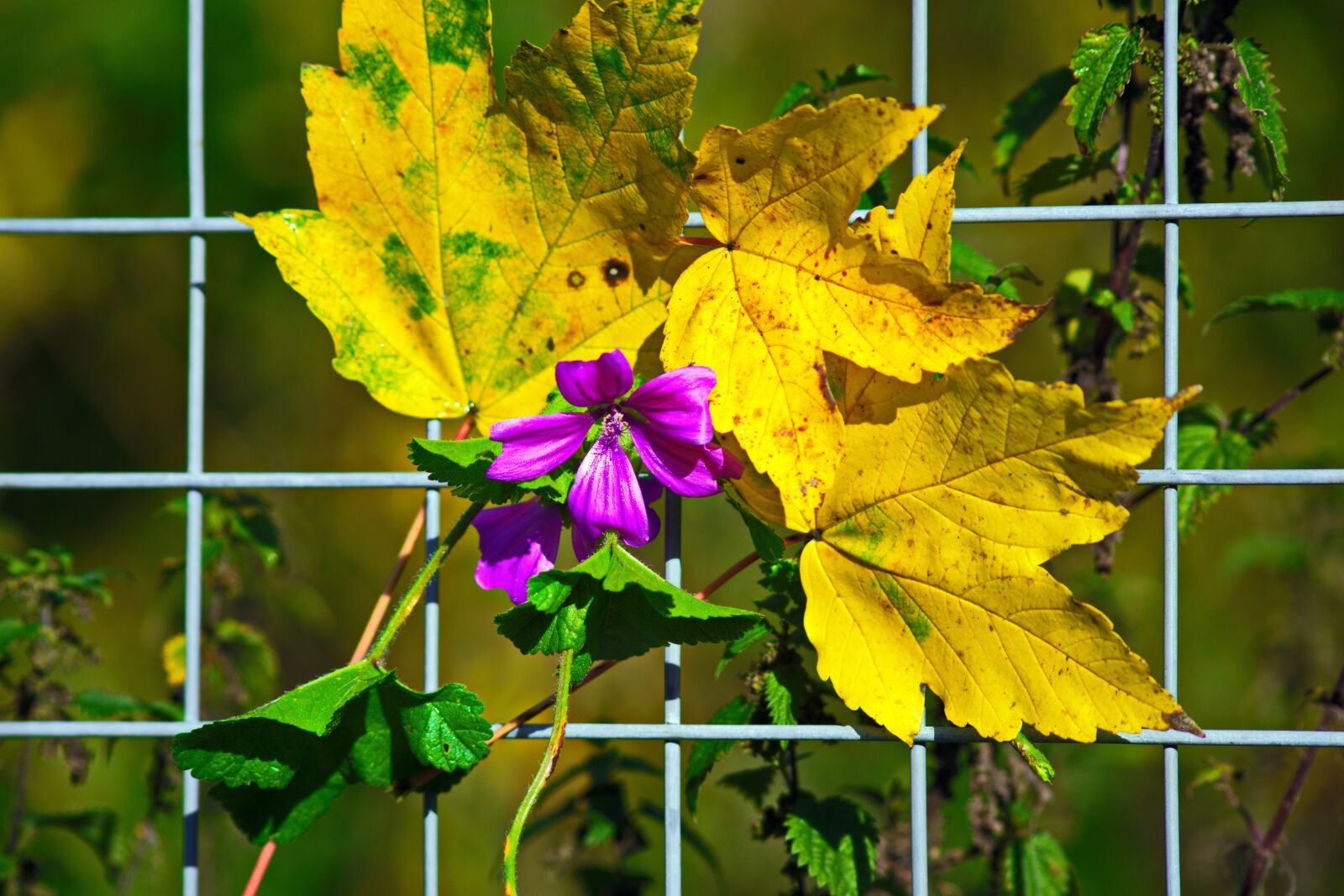 Nikon D3300 sample photo. Flowers, purple, nature photography