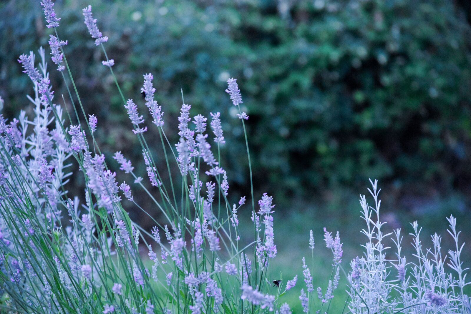 Nikon D7200 sample photo. Lavender, bee, plant photography