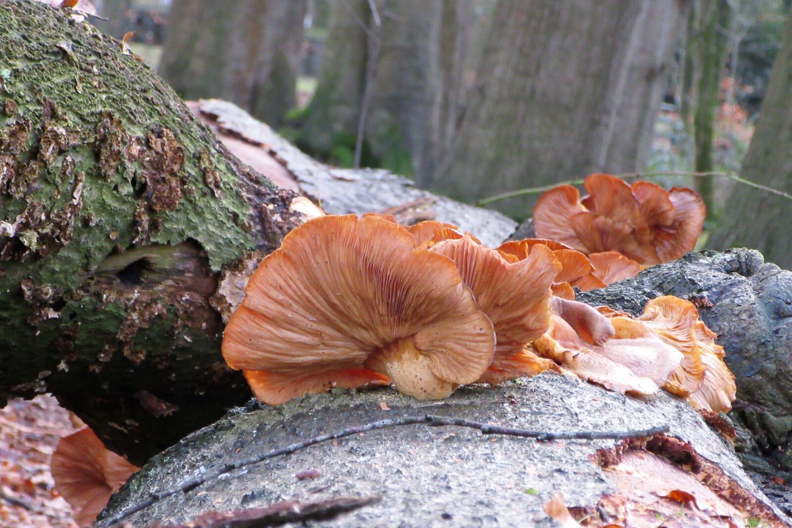 Canon PowerShot SX610 HS sample photo. Mushroom, tree trunk, moist photography
