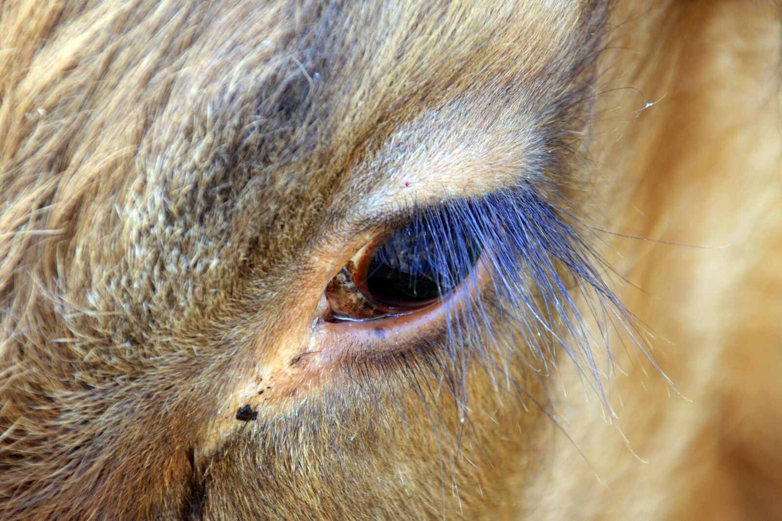 Canon EOS 40D sample photo. Germany, mecklen-vorpommern, horses photography