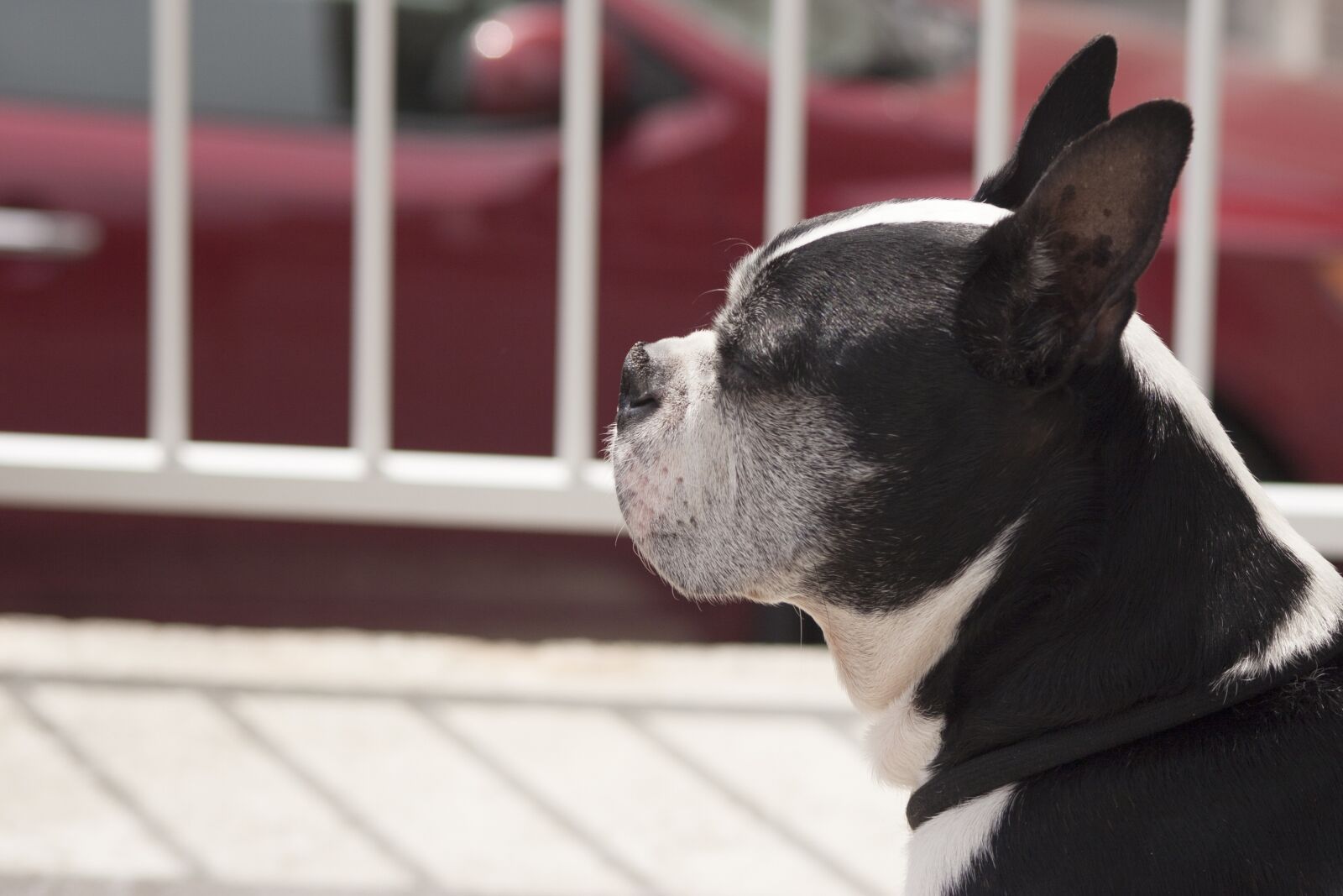 Canon EOS 20D sample photo. Dog, boston photography