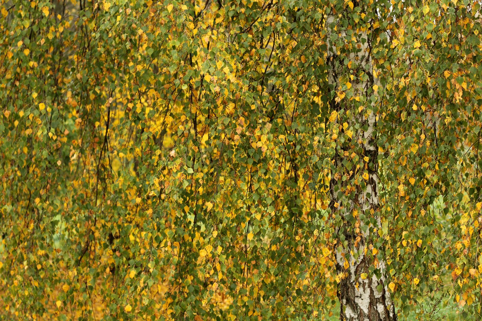 Canon EOS 1300D (EOS Rebel T6 / EOS Kiss X80) sample photo. Birch, autumn, leaves photography