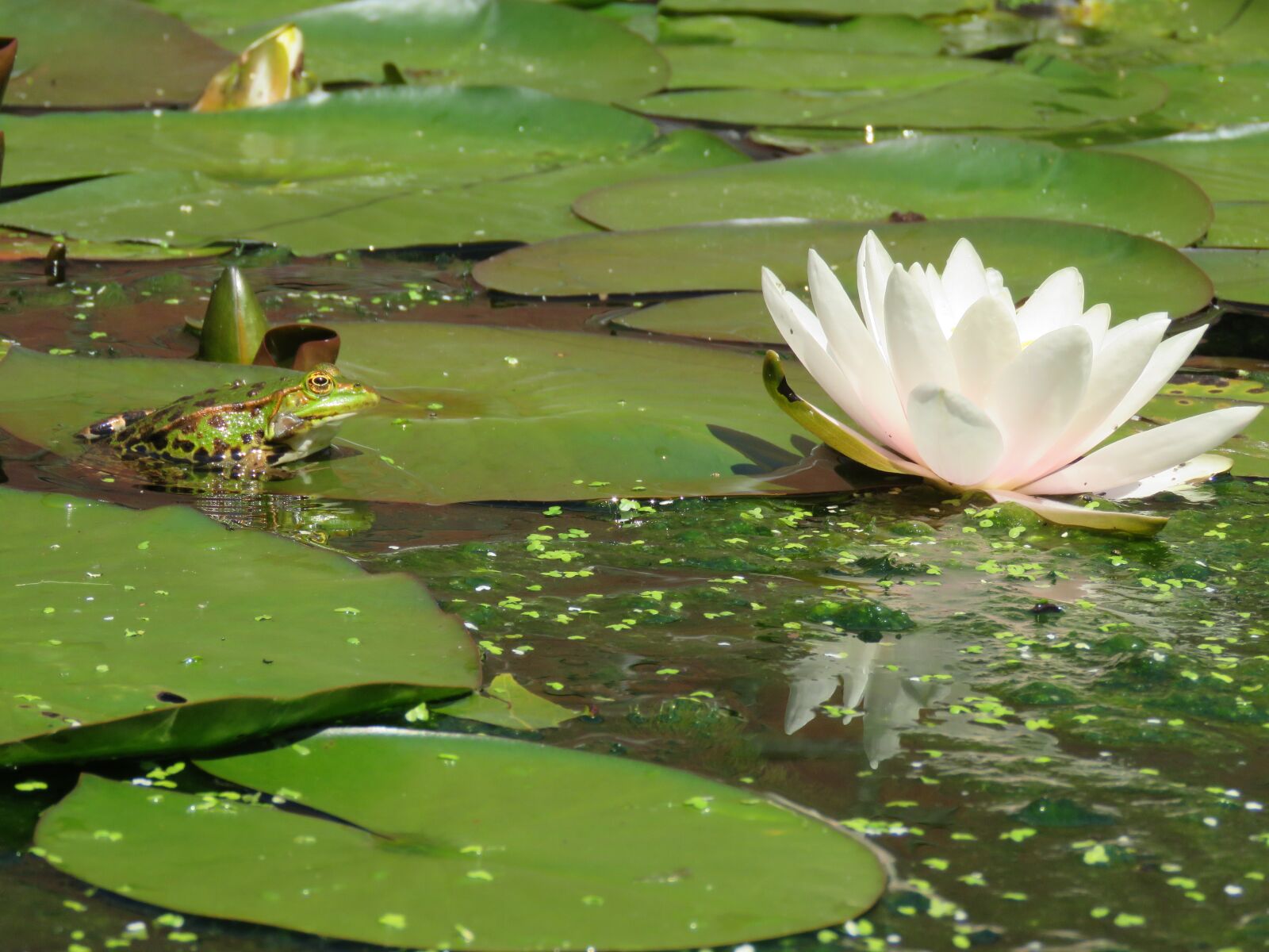 Canon PowerShot SX60 HS sample photo. Frog, water lily, sheet photography