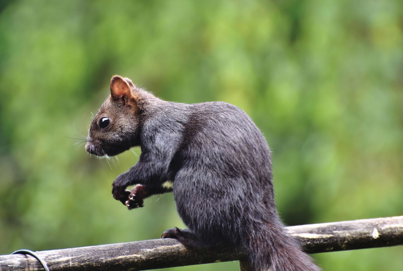 Nikon D7200 sample photo. Squirrel, verifiable kitten, rodent photography