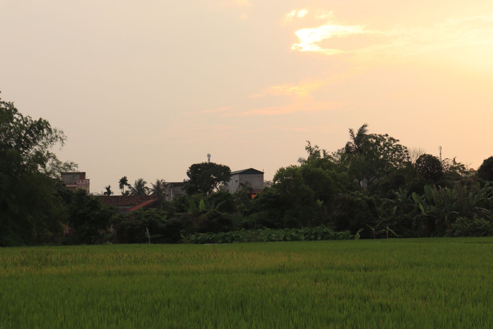 Canon EOS M50 (EOS Kiss M) sample photo. Silk, field, paddy field photography