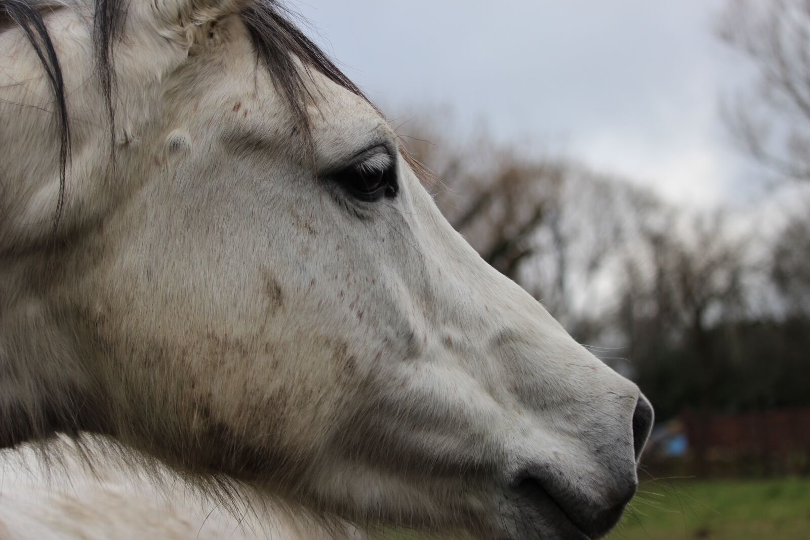 Canon EOS 1200D (EOS Rebel T5 / EOS Kiss X70 / EOS Hi) sample photo. Horses, horse, animals photography