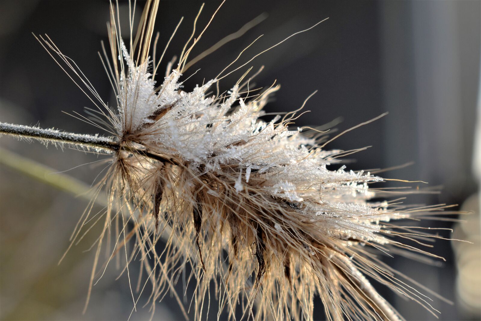 Nikon D5500 sample photo. Grass, frozen, frost photography