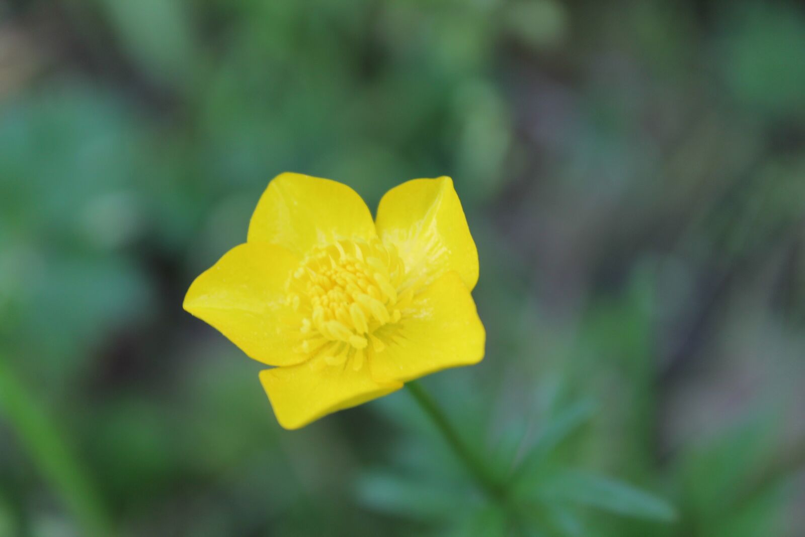 Canon EOS 1100D (EOS Rebel T3 / EOS Kiss X50) sample photo. "Dotterblume, wild flower, wild" photography