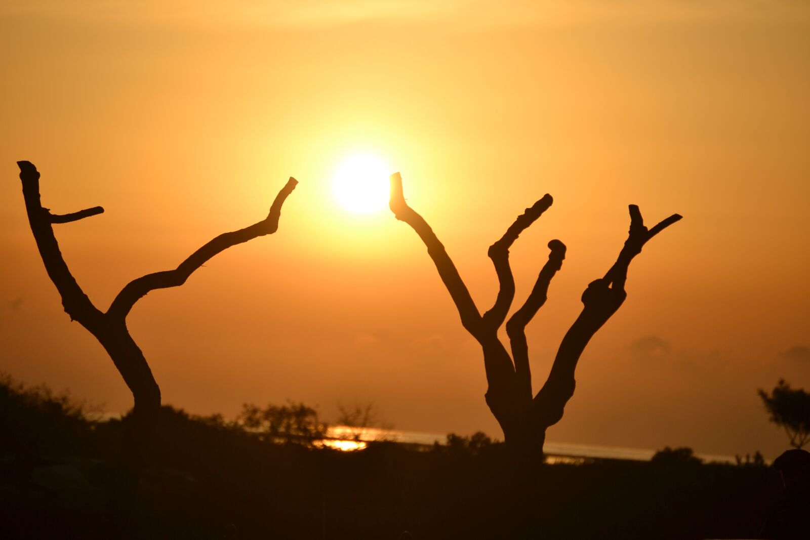 Nikon D3100 sample photo. Sunset, dawn, silhouette photography