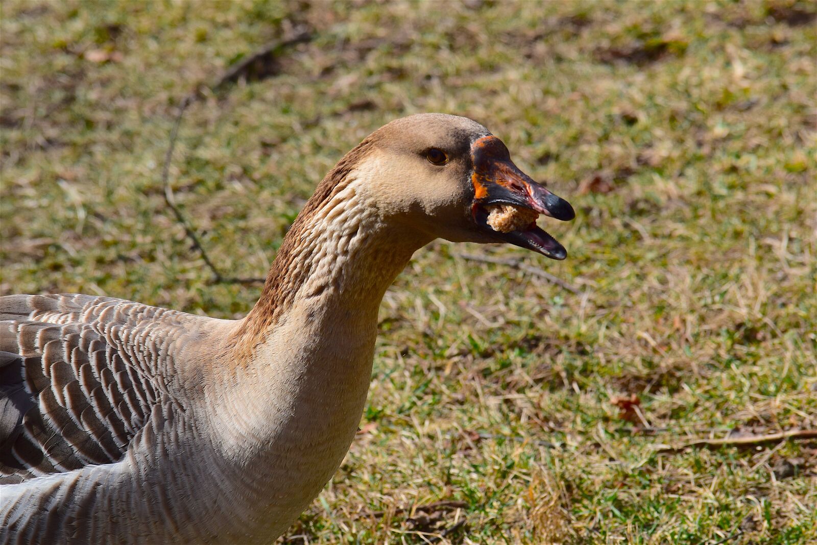 Nikon D3300 sample photo. Goose, grass, eating photography