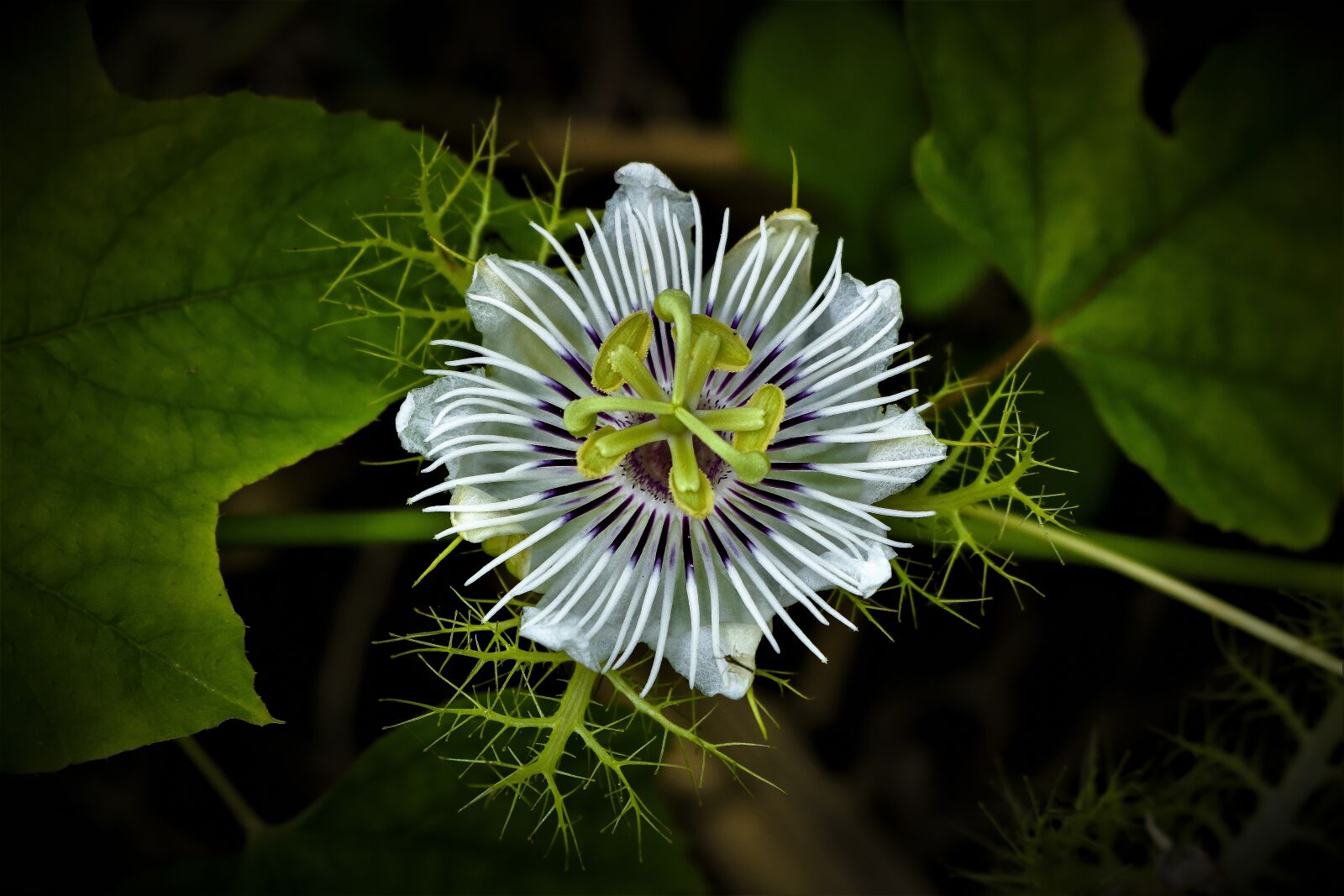 Canon EOS 750D (EOS Rebel T6i / EOS Kiss X8i) sample photo. United private, nature, flower photography