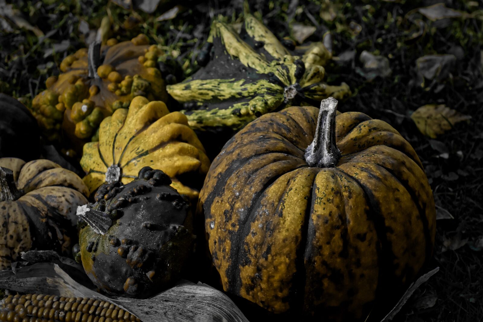 Nikon D7200 sample photo. Pumpkins, transience, scruffy photography