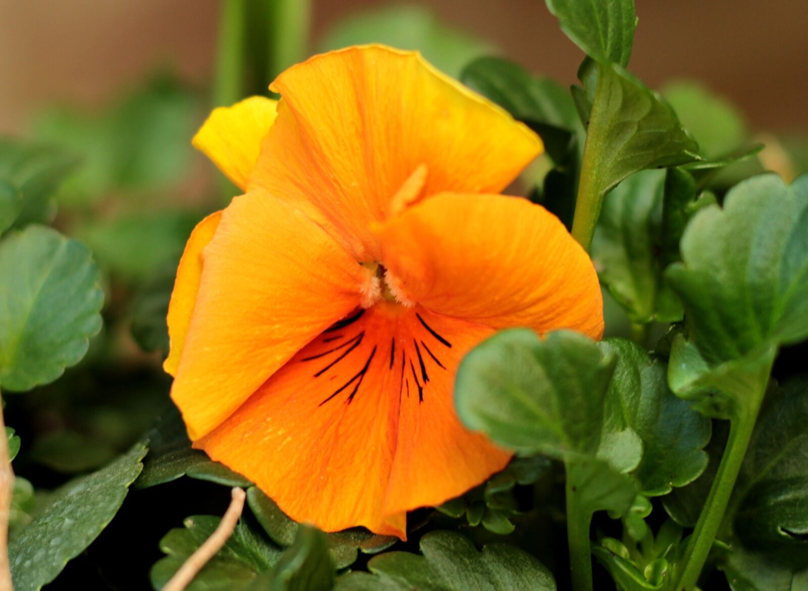 Canon EOS 600D (Rebel EOS T3i / EOS Kiss X5) + Canon EF 50mm F1.8 STM sample photo. Violet, orange, yellow photography