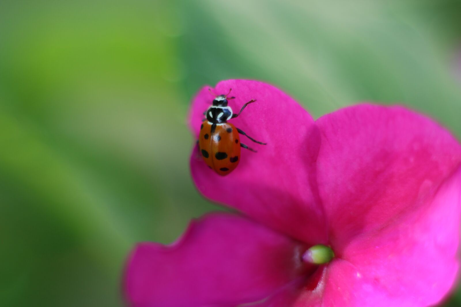 Canon EOS 700D (EOS Rebel T5i / EOS Kiss X7i) sample photo. Ladybug, insect, coccinellida photography