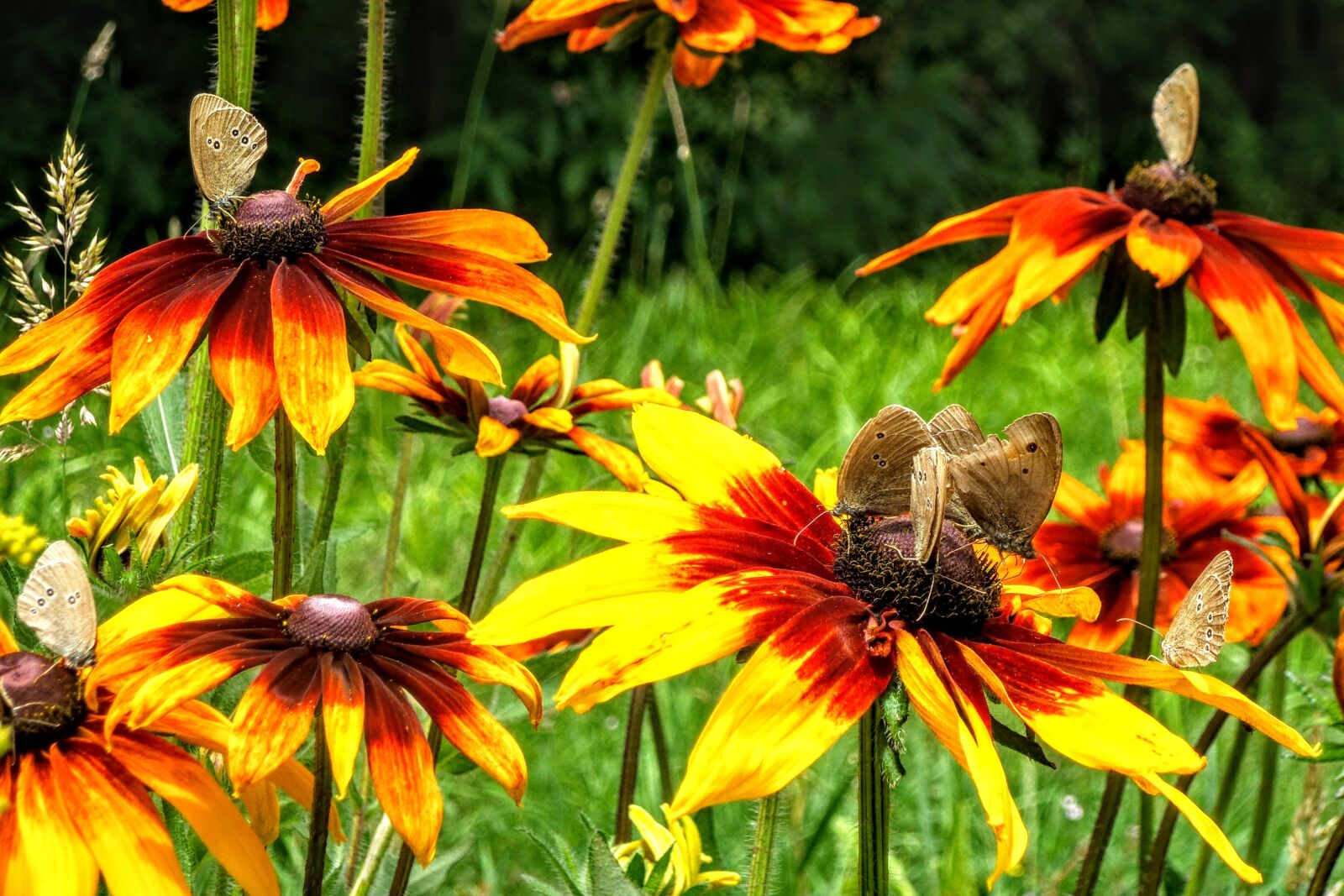 Samsung Galaxy S4 Zoom sample photo. Coneflower, flower, flowers photography