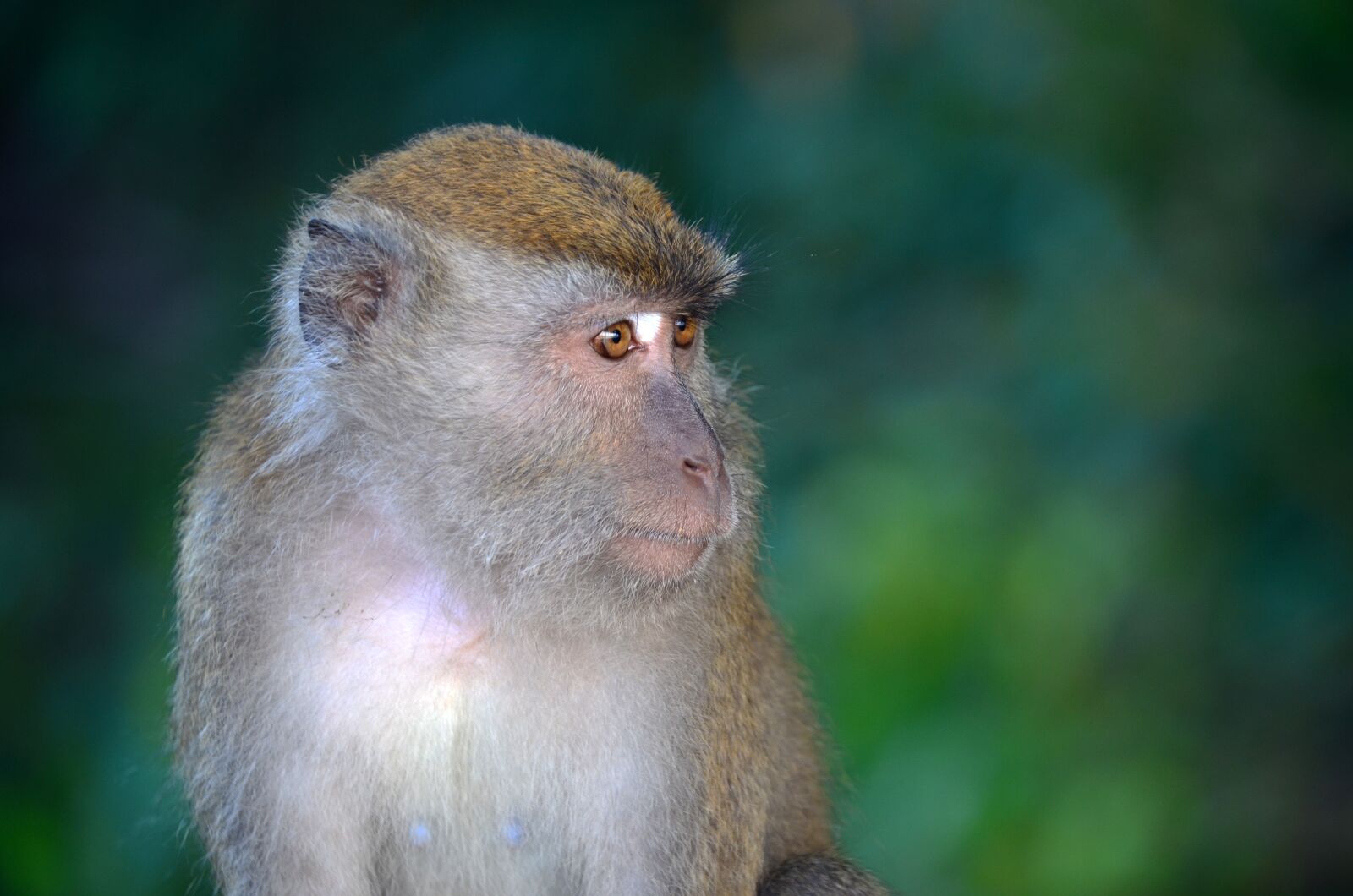 Nikon D7000 sample photo. Monkey, portrait, animal photography