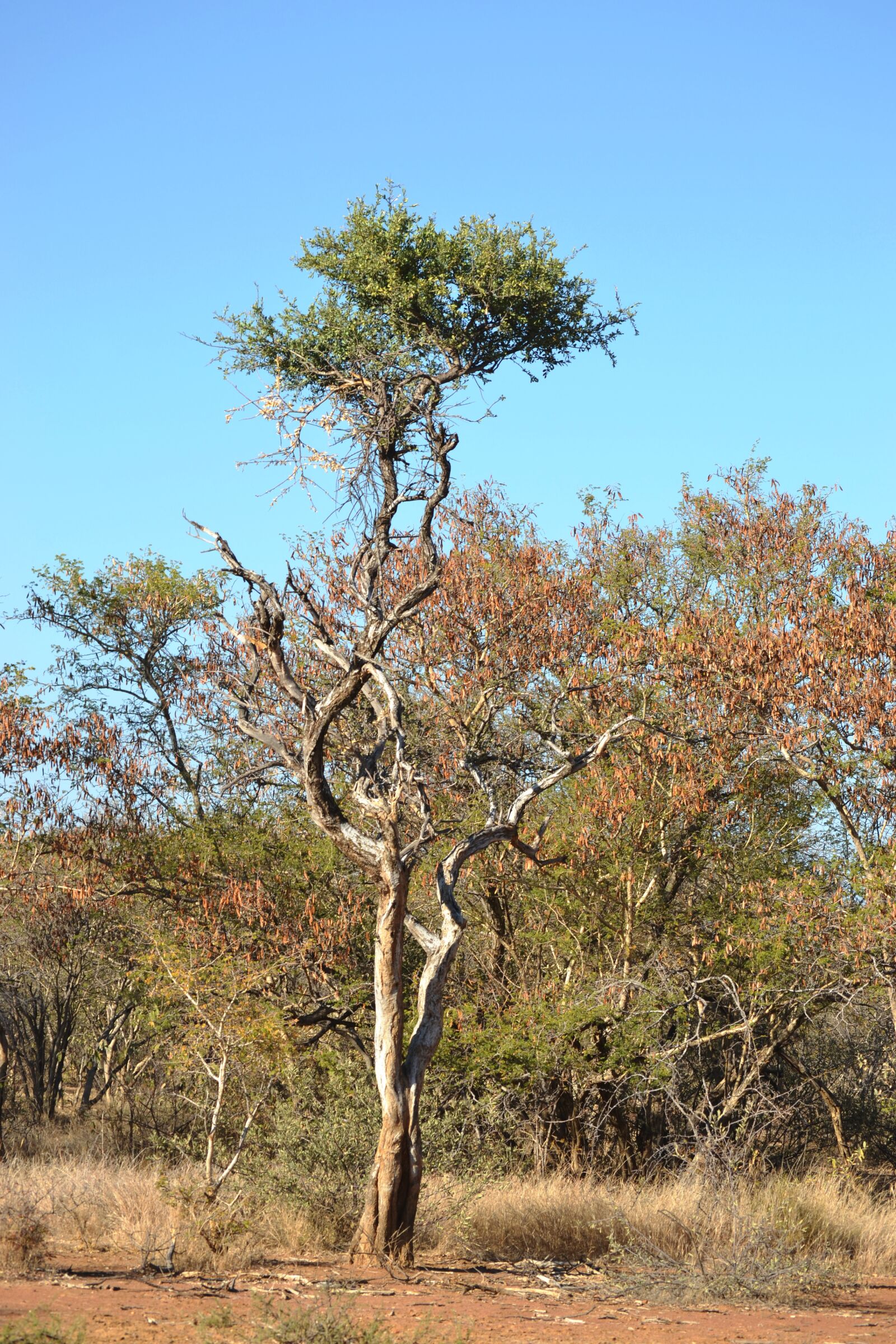 Nikon D3100 sample photo. Tree, in, the, bushveld photography