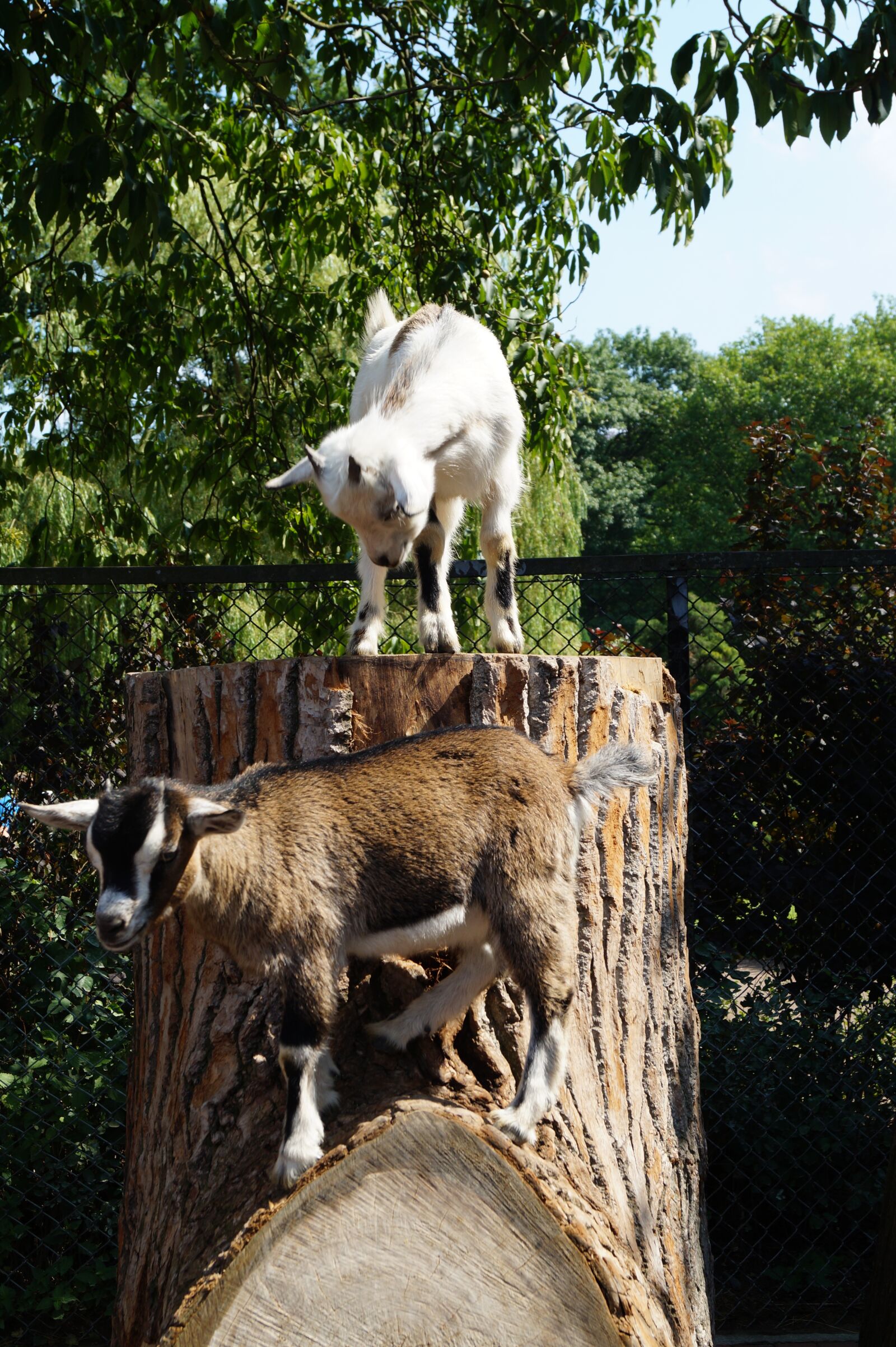 Sony DT 18-55mm F3.5-5.6 SAM II sample photo. Zoo, goat, young animal photography
