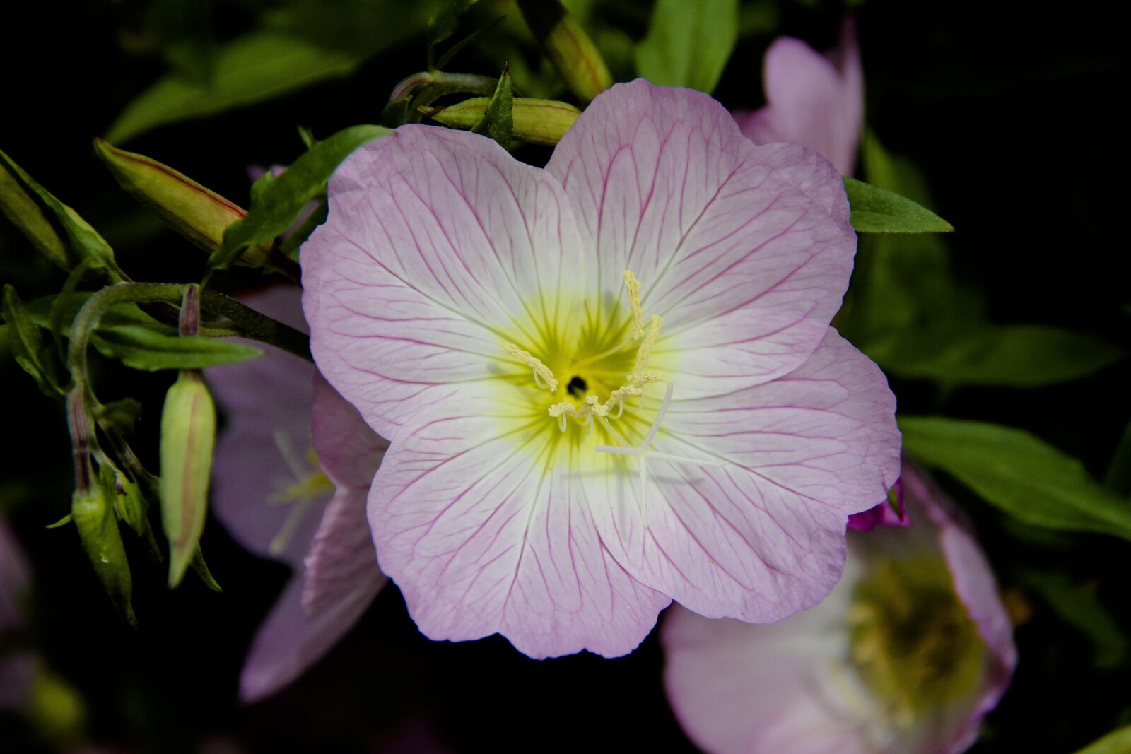 Canon EOS 650D (EOS Rebel T4i / EOS Kiss X6i) sample photo. Flower, pink, macro photography