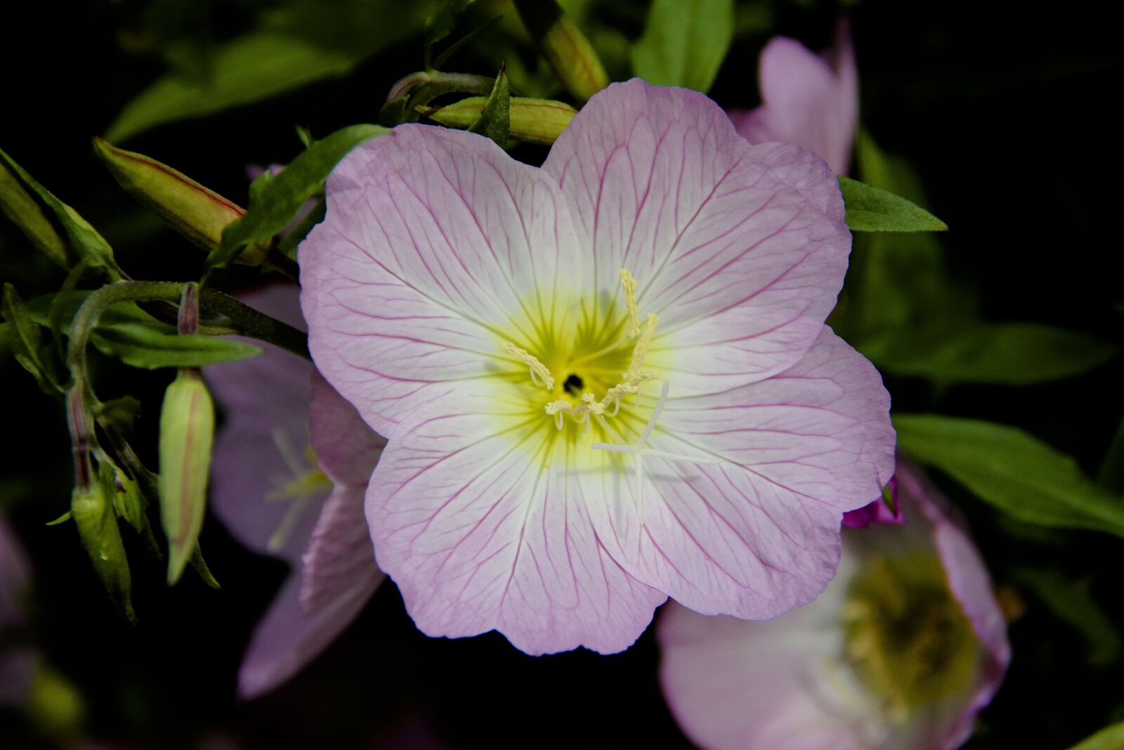 Canon EOS 650D (EOS Rebel T4i / EOS Kiss X6i) + Canon EF-S 18-135mm F3.5-5.6 IS sample photo. Flower, pink, macro photography