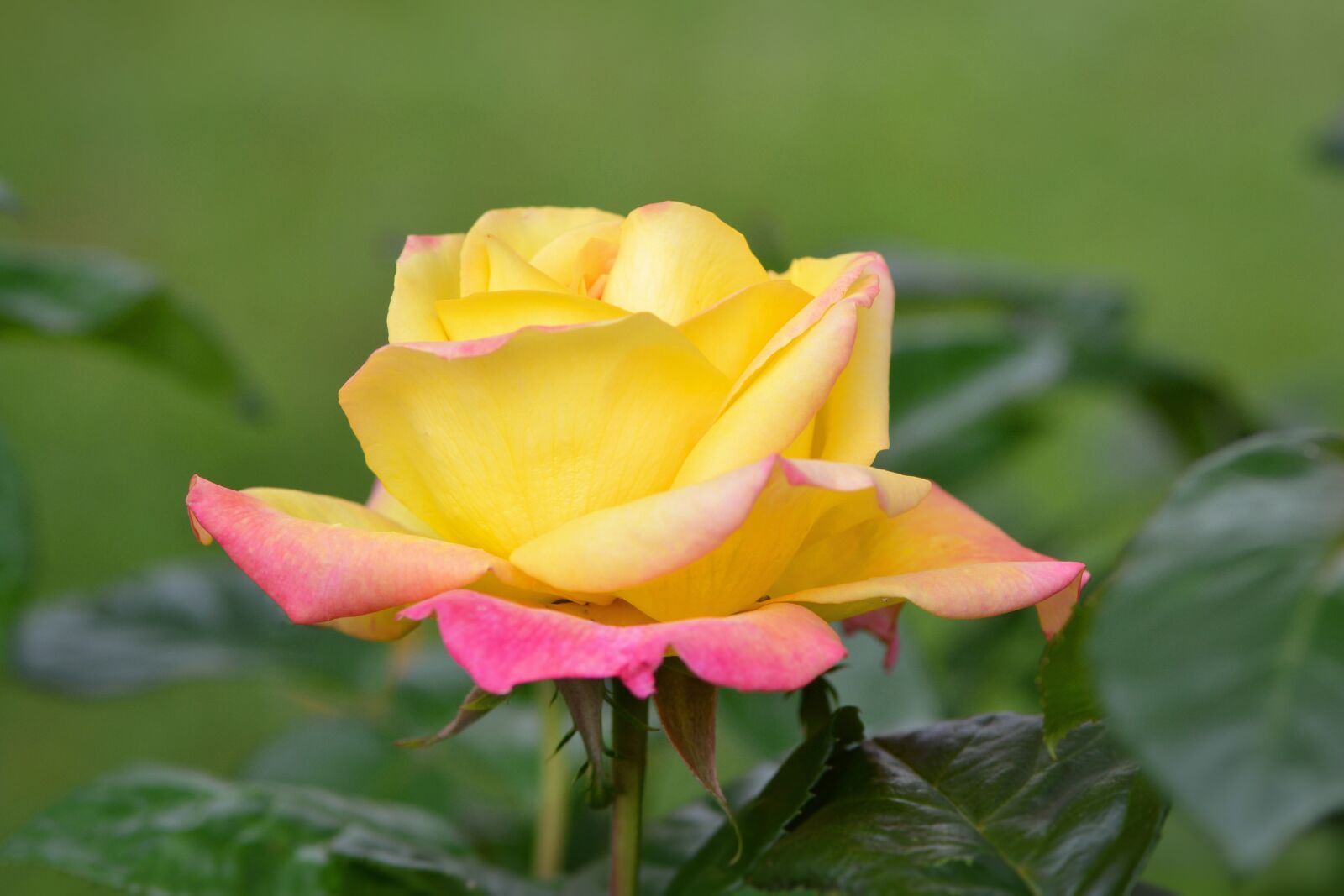 Nikon D3100 sample photo. Fleur, nature, rose photography