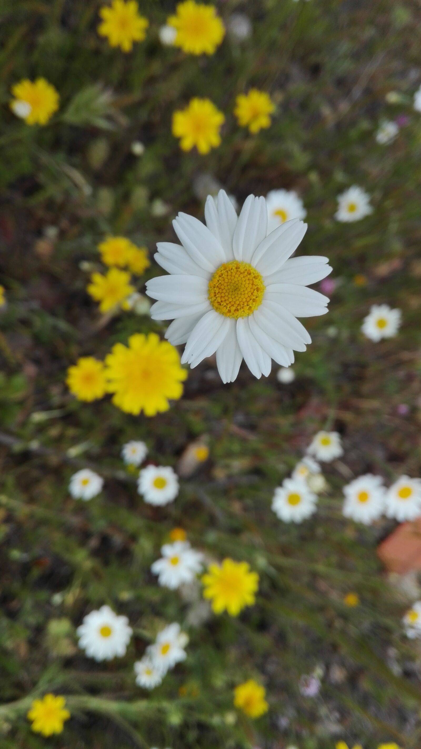 HUAWEI P8 Lite sample photo. Flower, daisy, flowers photography