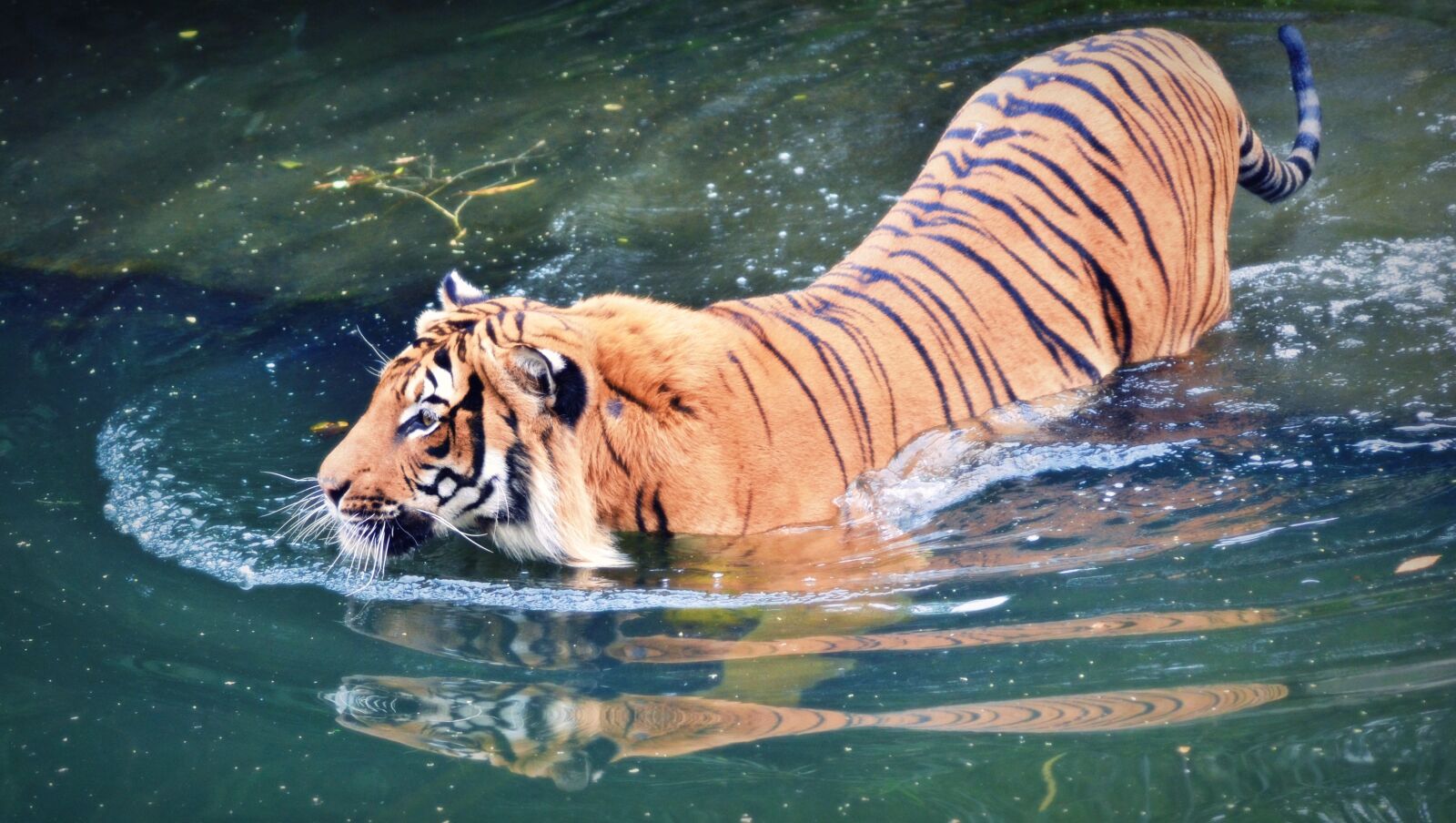Nikon D3100 sample photo. Animal, cat, beast photography