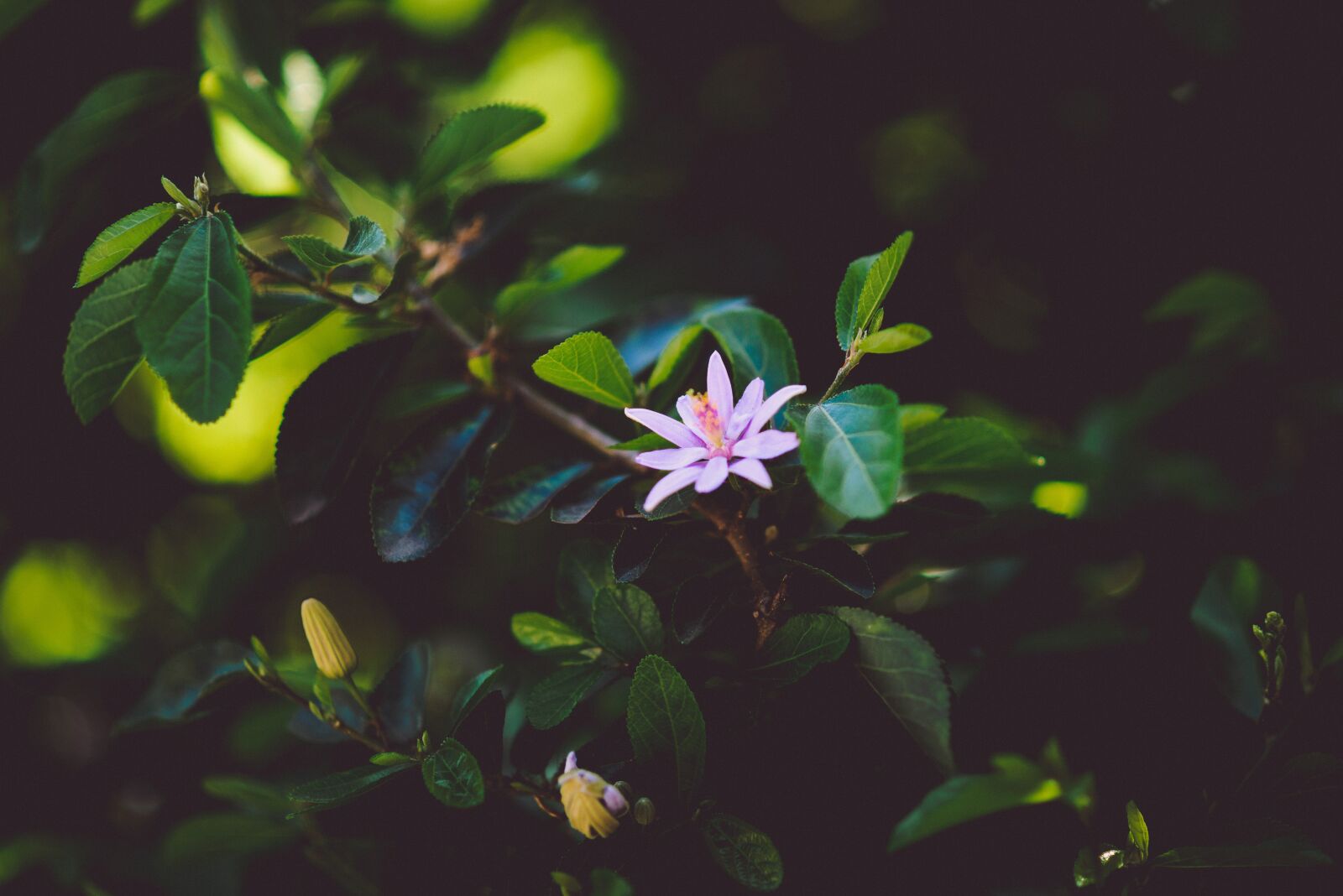 Nikon D610 sample photo. Purple, flower, plants photography