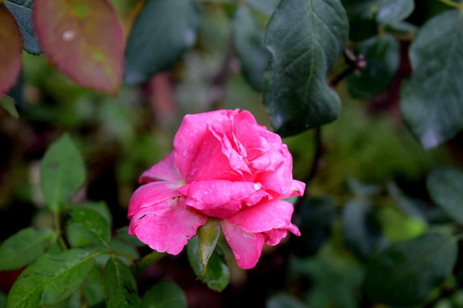 Nikon D3300 sample photo. Flowers, nature, floral photography