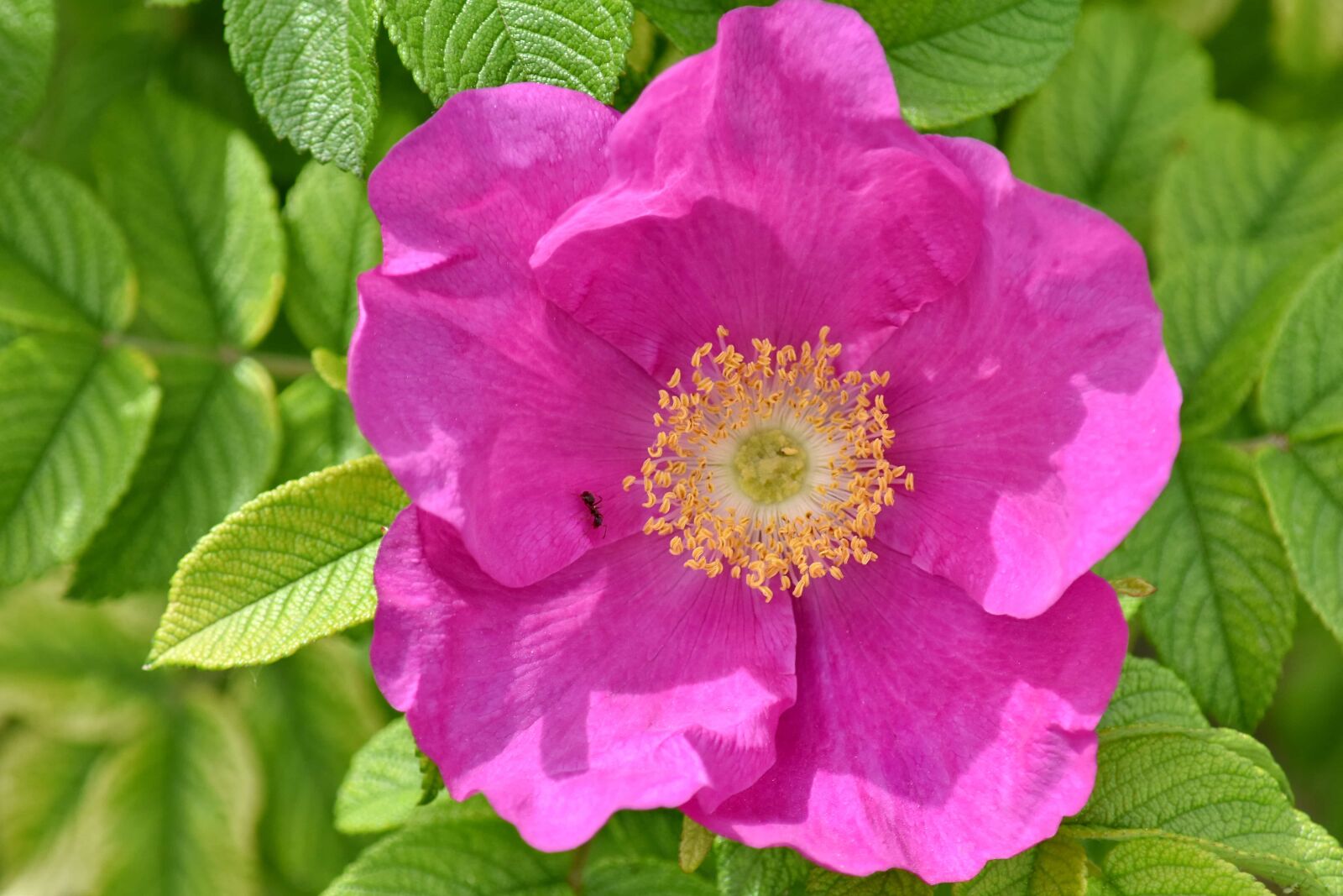 Nikon D5500 sample photo. Ants, petals, pink, pollen photography