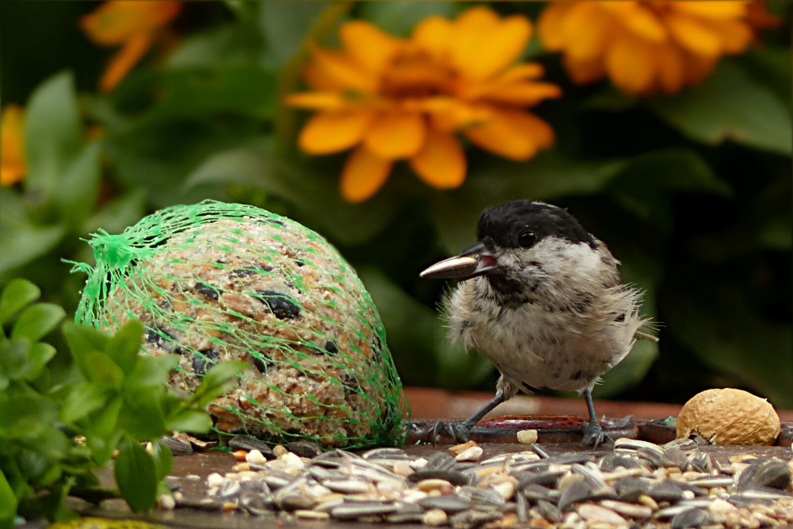 Panasonic Lumix DMC-FZ200 sample photo. Coal tit, periparus ater photography