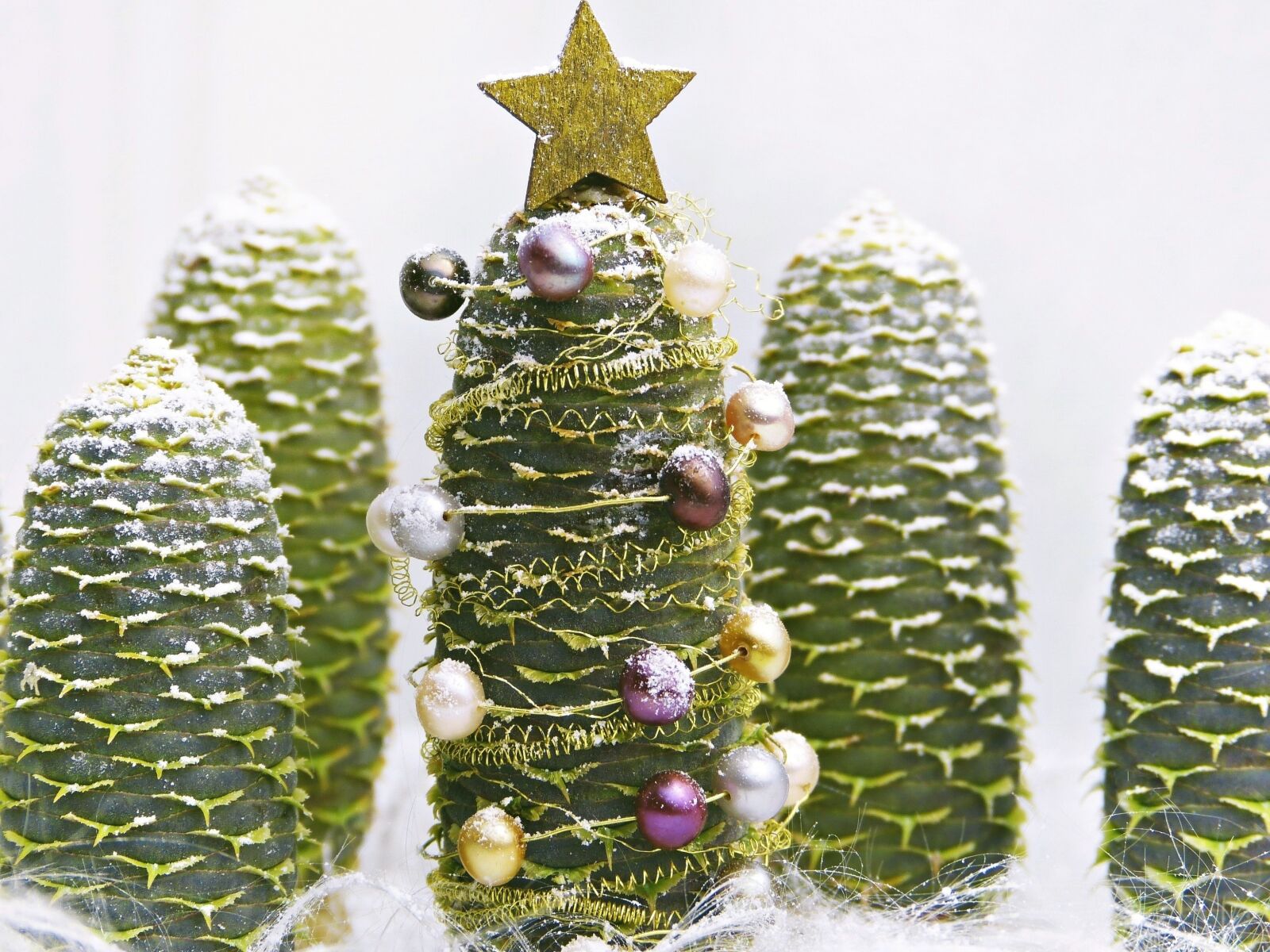 Panasonic Lumix DMC-FZ150 sample photo. Pine cones, christmas, tree photography