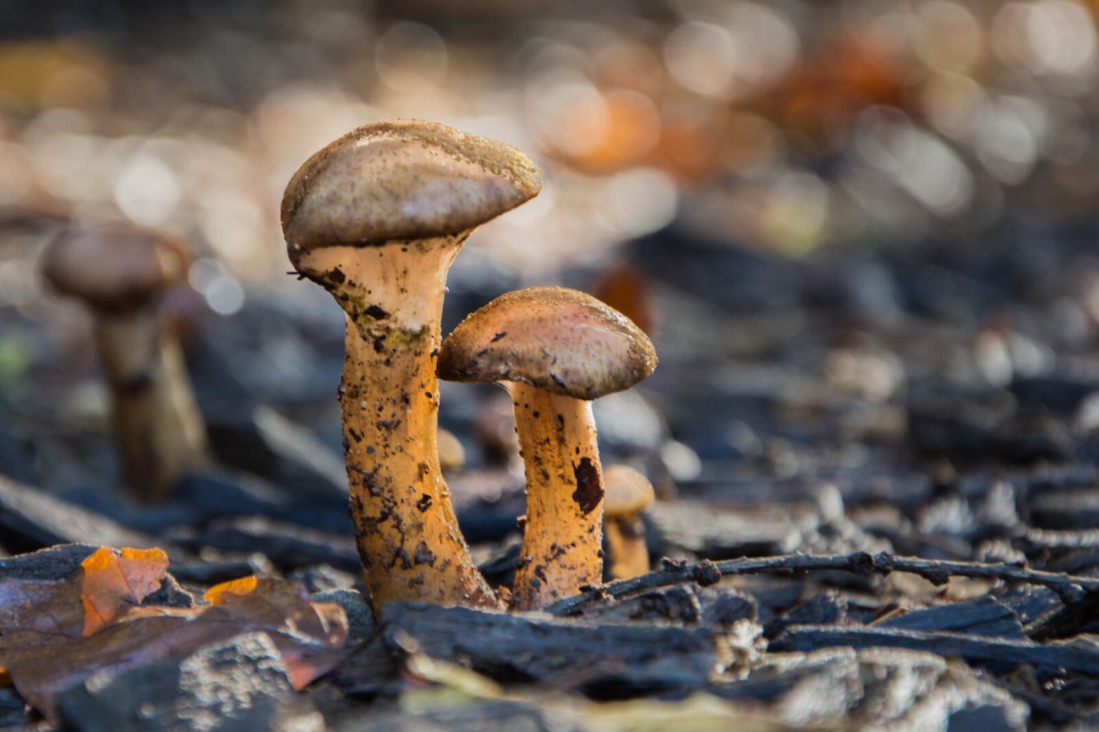 Nikon D7200 sample photo. Mushrooms, forest, undergrowth photography
