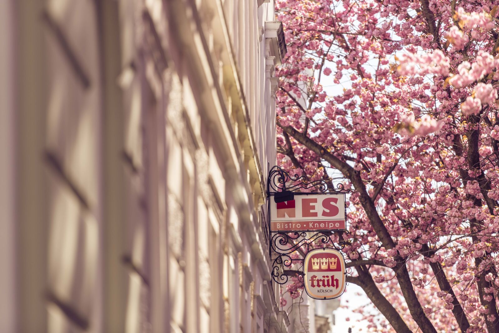 Nikon D800 sample photo. Bonn, sonne, germany photography