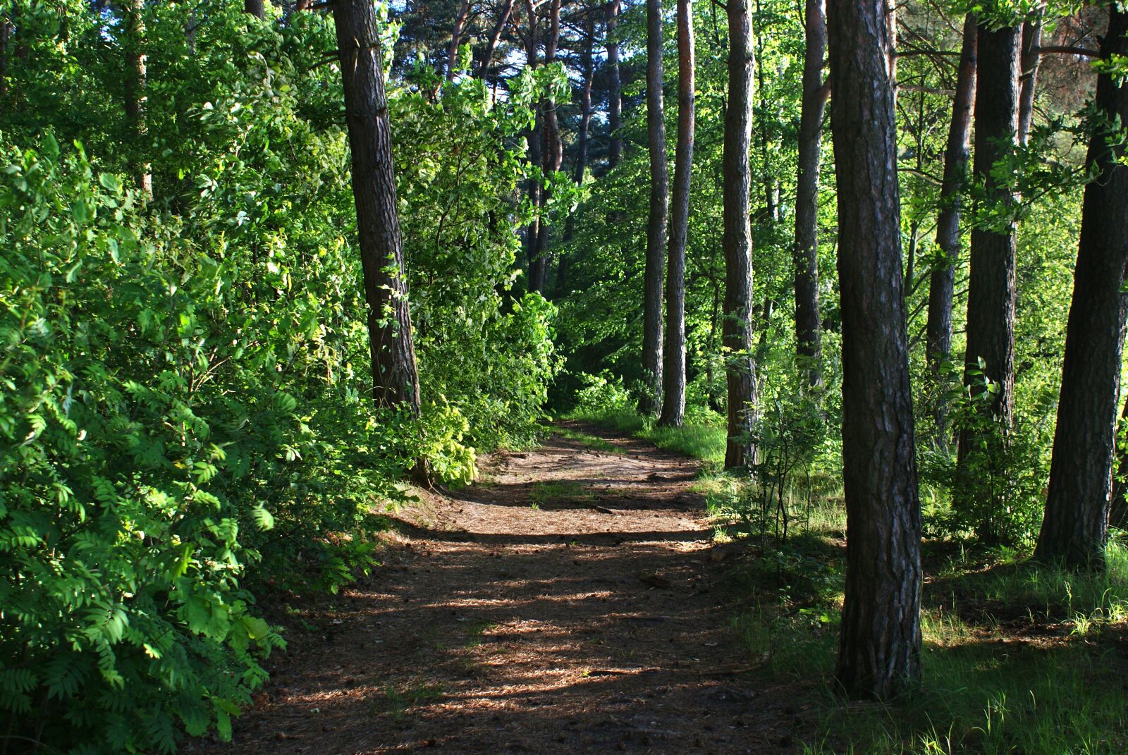 Sony Alpha DSLR-A200 sample photo. Forest, tree, the path photography