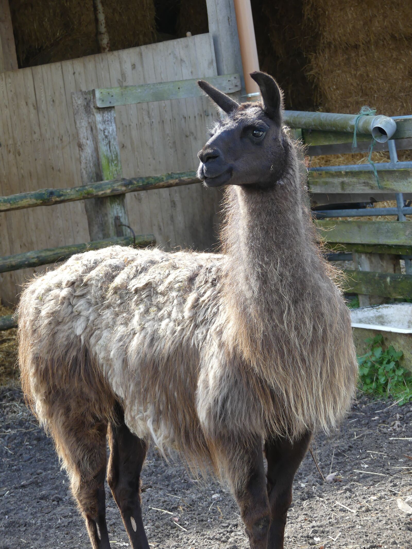 Panasonic Lumix DMC-FZ300 sample photo. Lama, stall, cheeky photography