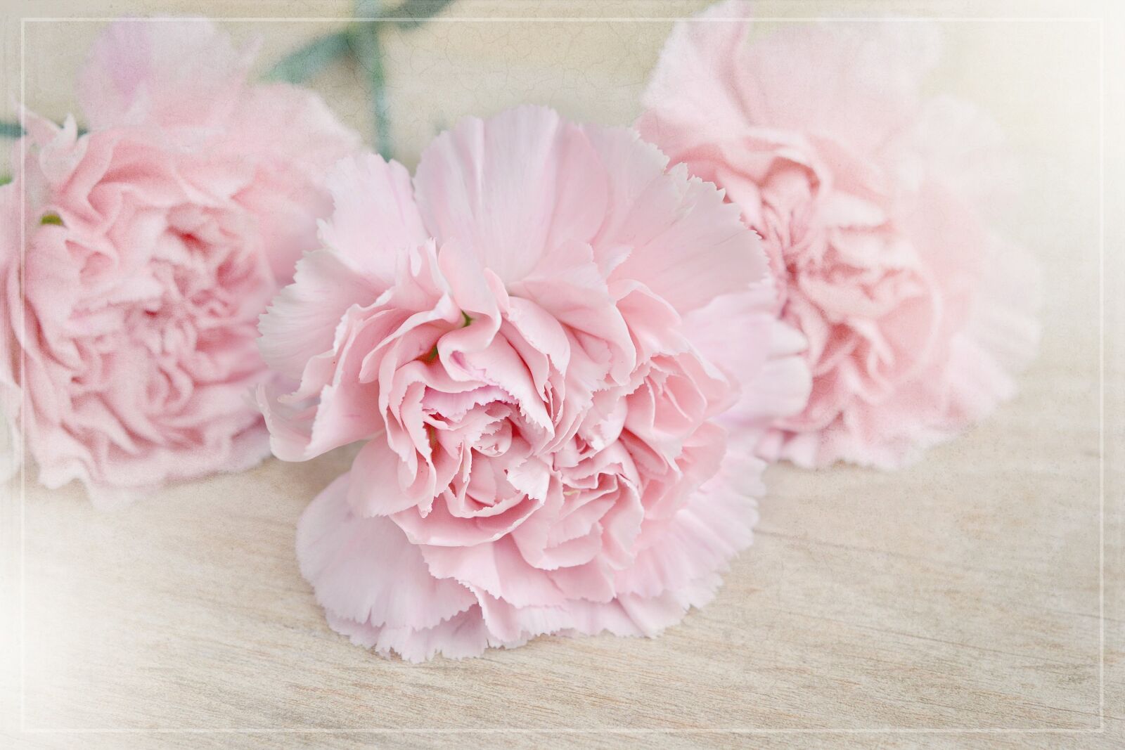 Nikon D7100 sample photo. Flowers, cloves, pink photography